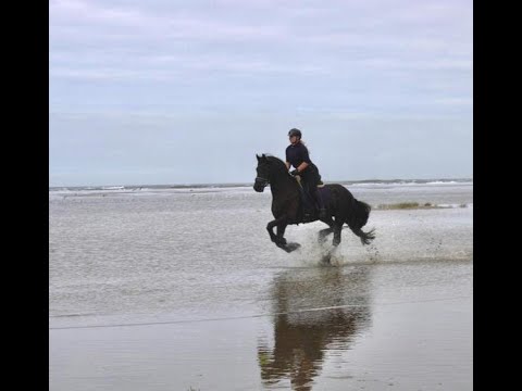 Stal Okkema's Benno - Bartele x Doaitsen - gelding - 1.68m - 2016