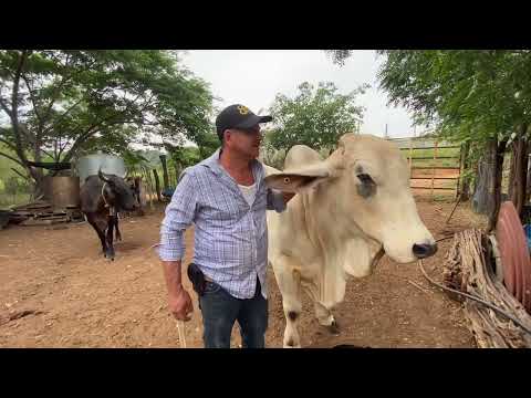 Ordeñando mis vacas 🐮