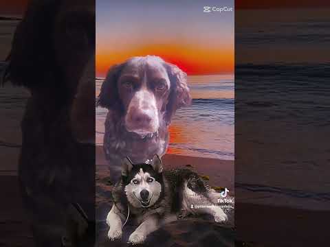 LOS PERROS DE LOS OCEANOS. ARROYO DE SAN SERVAN. CAMPANARIO. BADAJOZ. EXTREMADURA. ESPAÑA