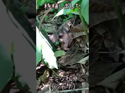 イラクサとトマトの植え付け: イラクサの葉を植え穴に入れるのはなぜですか?  庭園