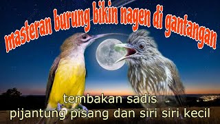 Download lagu Masteran bikin nagen pijantung pisang dan siri siri kecil mp3 Download lagu Masteran bikin nagen pijantung pisang dan siri siri kecil mp3