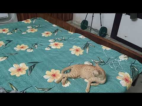 100 seconds of small cats Zooming around