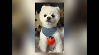 Download lagu Ziad Bourji - Shou Helou (Slowed) mp3