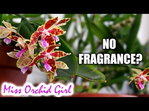 9 reasons why Orchids don't have a fragrance