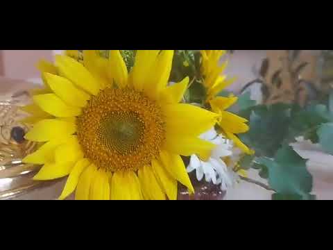 Vieni Spirito Santo!