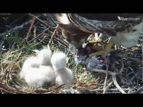 Cornell Hawks C3 Hatches & Does a Back Flop 4-26-12
