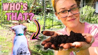 Gardening With A New Puppy | Hamakua Homestead Vlog
