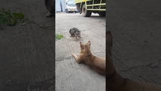 Download lagu Catnip makes cats feel like they're drunk mp3