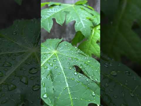 Can you watch the rainfall 🍃
