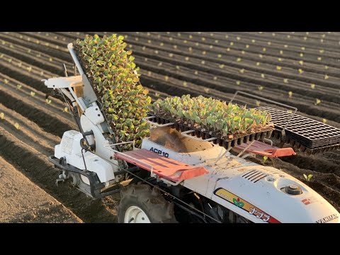 キャベツはいつ植えるのですか？どの品種をどの時期に植えるべきですか?  庭園