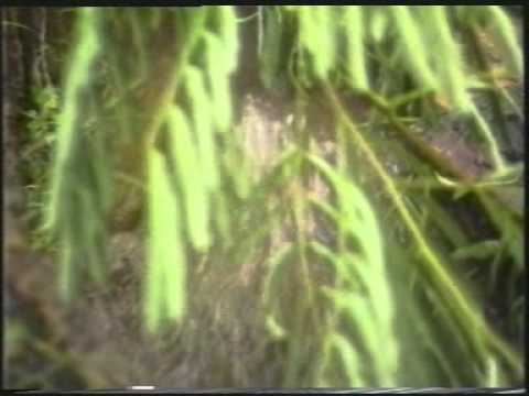 ANIL LAUL FILM SERIES  The Big Thirst