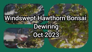 Windswept Hawthorn Bonsai Oct 2023