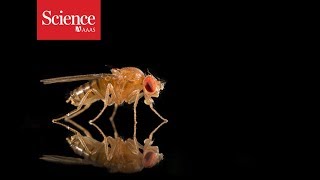 Even fruit flies succumb to cultural dating pressures