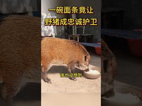 一碗面条竟收获了最忠诚的野猪护卫
