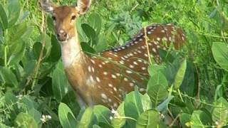 Spotted Deer in Bharatpur national park, Rajasthan