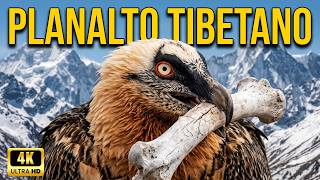 REINO MAIS ALTO DA TERRA | Sobreviventes das Montanhas da China – Documentário