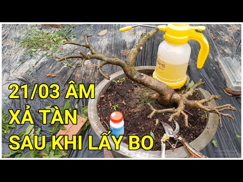 🔴 QBS22188 - XẢ TÀN NGÀY 21/03 ÂL SAU KHI LẤY BO GHÉP XONG || CHĂM SÓC MAI VÀNG MIỀN BẮC THÁNG 3 ÂM