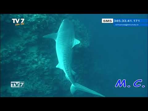 Tv7 con Voi del 10/2/2020 - Andiamo in Arabia Saudita (2 di 3)