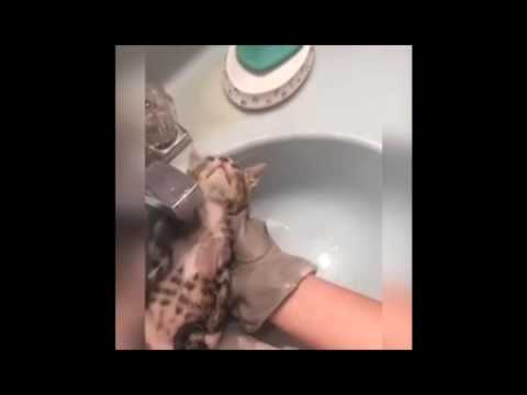 I WISH I WAS AS RELAXED AS THIS KITTEN