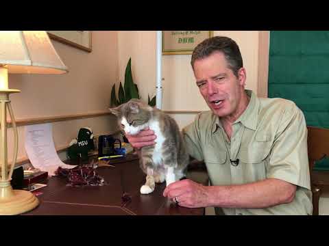 video - Cat Toys that are Fun but may be Dangerous