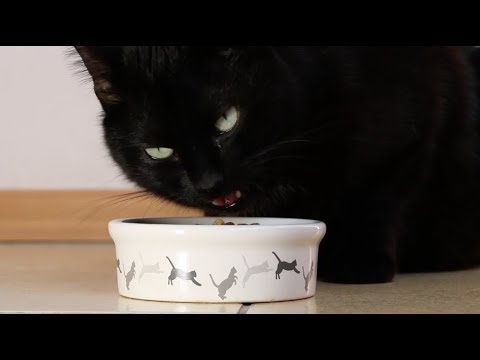 Tips on how to get a cat eat a new food🐈 - Veterinary