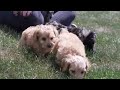 Cockapoo dogs for sale: Thomas - Video 1