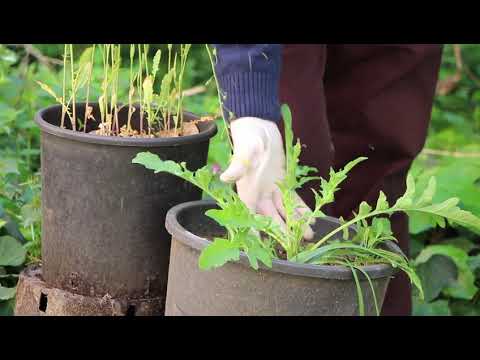 La sostenibilità che include Landar e papavero