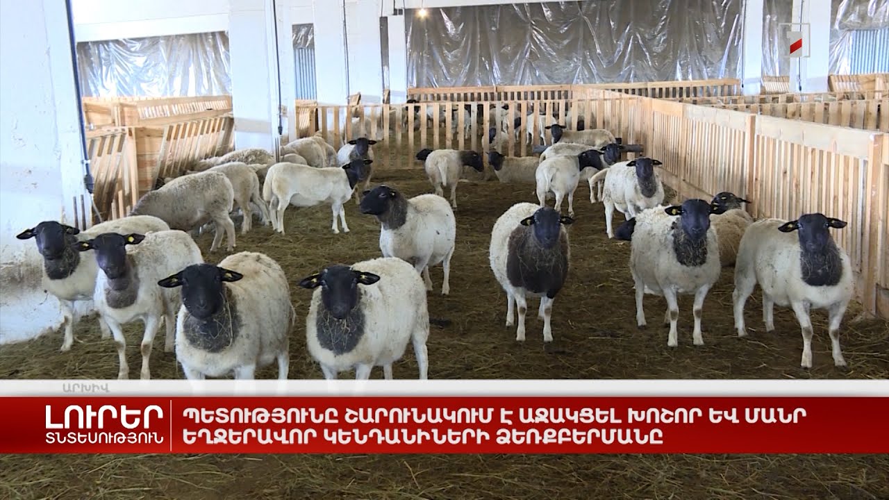 Պետությունը շարունակում է աջակցել խոշոր և մանր եղջերավոր կենդանիների ձեռքբերմանը