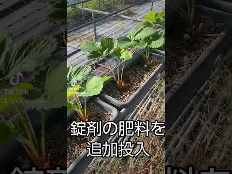 イチゴの肥料はいつ、どのように与えるのですか？一番良い肥料は何でしょうか？  庭園