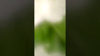 Download lagu pagiku makan indomie, siang makan sarimi , malam makan supermi mp3 Download lagu pagiku makan indomie, siang makan sarimi , malam makan supermi mp3