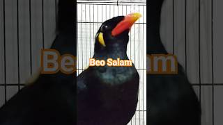 Download lagu Parrots can Assalamualaikum #shorts mp3