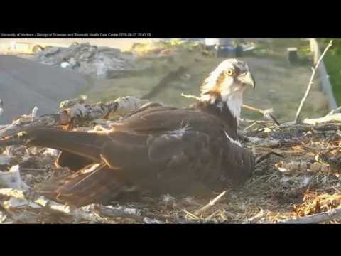 Hellgate ospreys 6 27 16 841pm Fish delivery Louis feeds Iris then she flys off with old fish