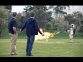 Toyota Legendary Moments Steve Waugh