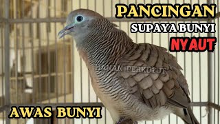 Download lagu Suara Perkutut Gacor AMPUH pancingan BURUNG PERKUTUT APAPUN SUPAYA BUNYI mp3