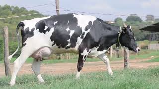 Lote 44   2258