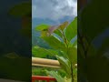 Nature Video Download Mp4 Free Nature Videos Beautiful Nature Video Download
