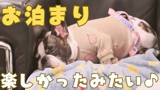 【うちの子記念日Part3】ドギーズアイランド最終日！最高の思い出になりました🥰