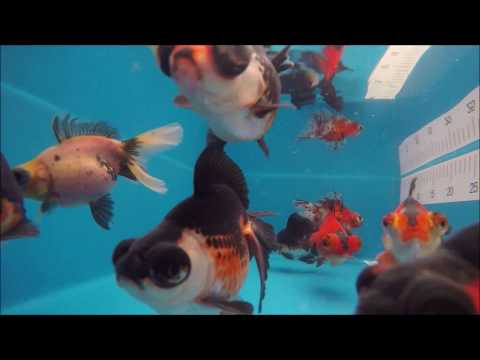 KOI 13 -- Butterflytail 12-14 cm *390