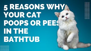 5 Reasons Why your cat poops or pees in the bathtub