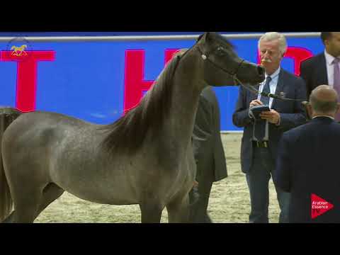 N 147 EKS FARAJJ   Dubai 2019   Colts in 2 years old Class 10