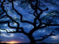 Serengeti Moon ~ Dan Fogelberg [CC] 59th
