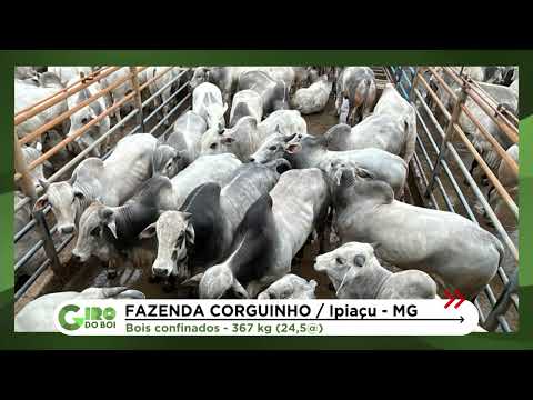 BOIADA 100% JOVEM SUPERA 24@ EM MINAS GERAIS; VEJA DETALHES