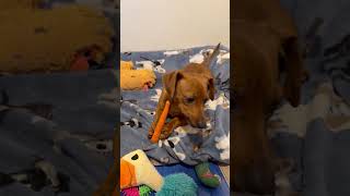 Video preview image #1 Dachshund Puppy For Sale in Arlington, VA, USA