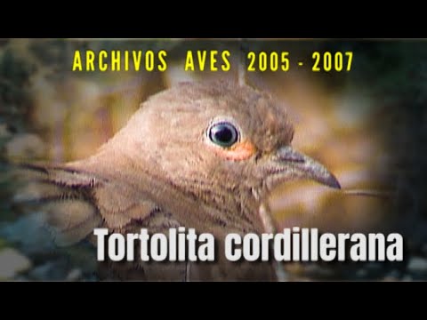 TORTOLITA CORDILLERANA - Archivos Aves 2005 - 2007
