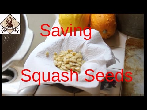 download lagu mp3 mp4 Honeynut Squash Seeds, download lagu Honeynut Squash Seeds gratis, unduh video klip Honeynut Squash Seeds