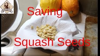 Saving Squash Seeds