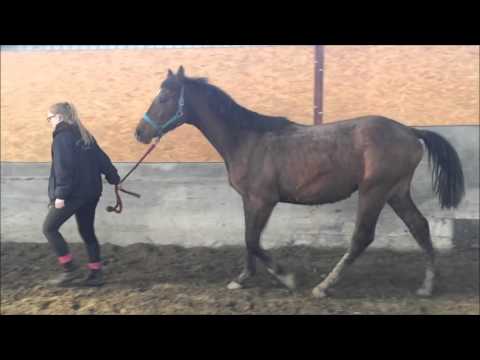 Hengst v. Casall - Lux Z geb. 2014