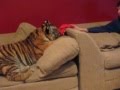 Hanging at home with Jonas the tiger! 