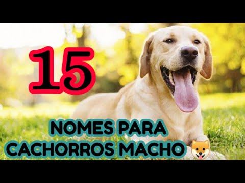 NOMES PARA CACHORROS MACHO 1 | Lindos & Fofos
