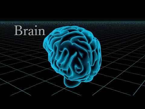 FROM HERE ! ”How is the brain formed? ”